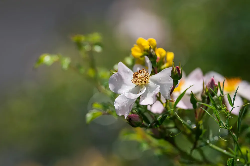 fleurs de bach (1)